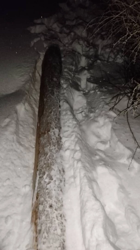 В Ак-Суйском районе задержаны два гражданина за незаконную рубку деревьев