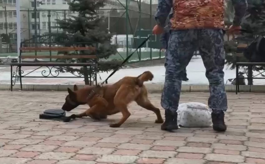 Наркоборцы приехали с столичную школу со служебными собаками (видео)