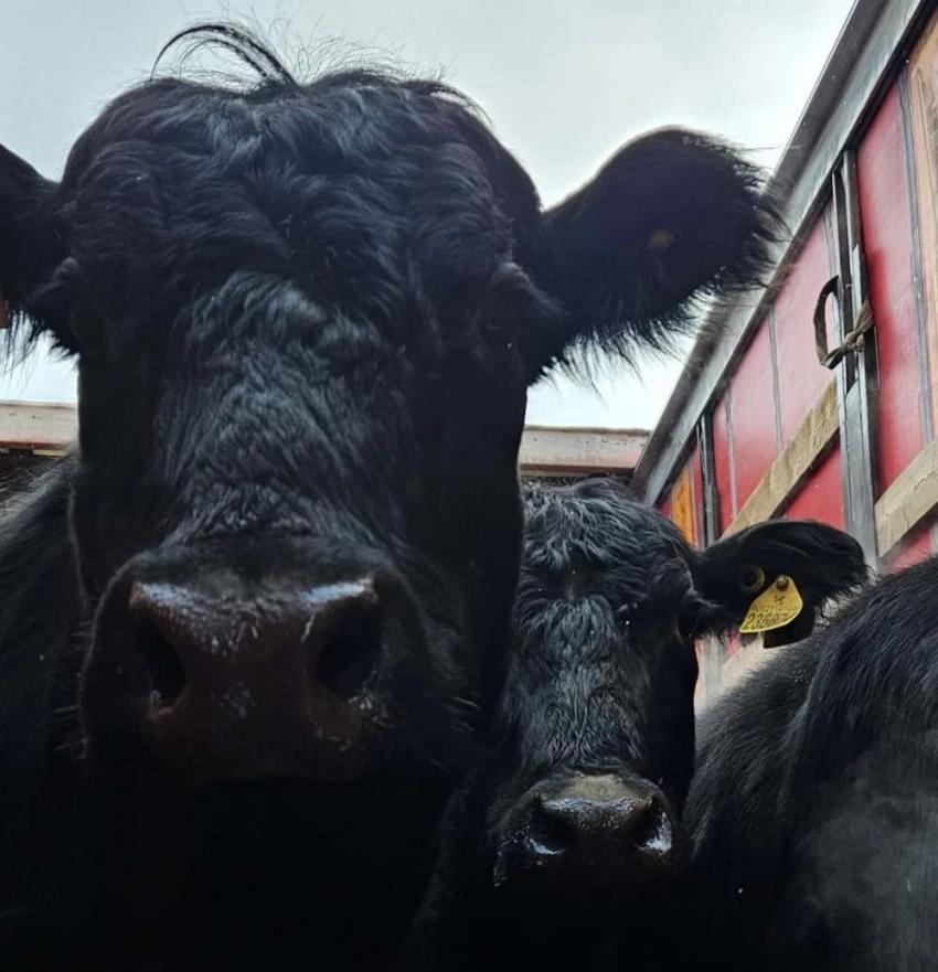 В России 66 коров запретили вывезти в Кыргызстан