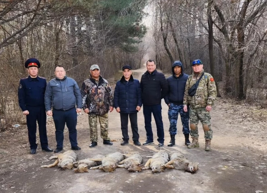 В Ботаническом саду продолжают ликвидировать шакалов (фото)