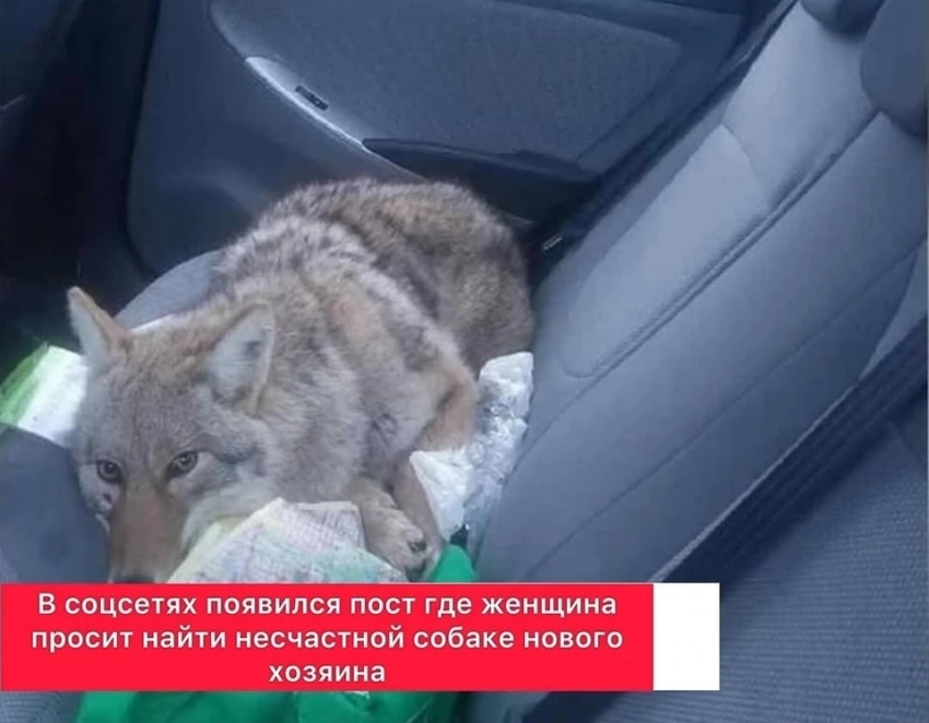 Женщина приняла волка за собаку и забрала его в машину