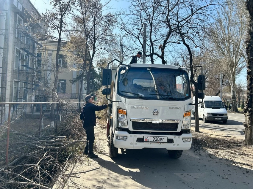 В Бишкеке проводят санитарную обрезку деревьев