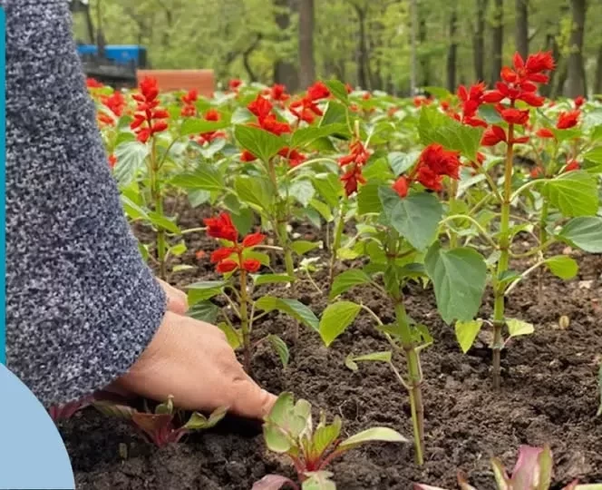 Вакансия! В МП «Бишкекзеленстрой» требуются сотрудники