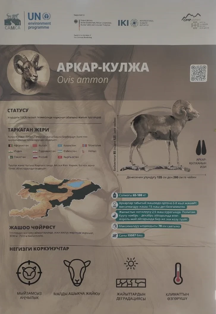 Минприроды рассказало о численности архаров и снежных барсов в Кыргызстане