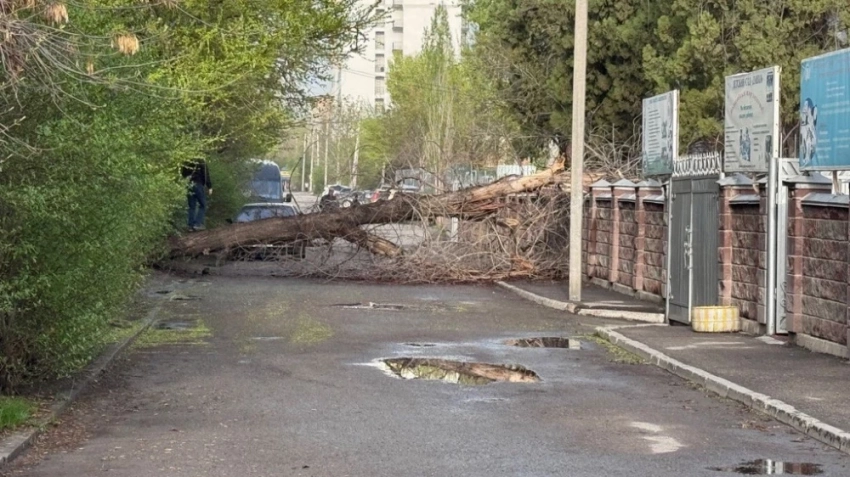 Упавшее дерево перегородило улицу в Бишкеке (фото, видео)