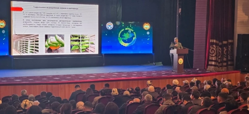 "Гидропонное выращивание кормов в 7 раз повысит прибыль животноводов в КР"