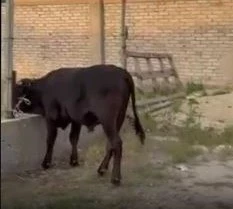 В Баткенской области задержан военный, сопровождавший контрабандный скот