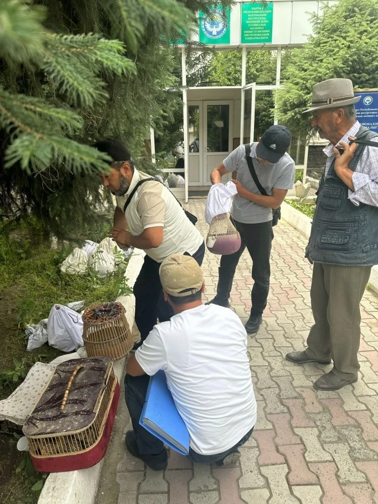 В Оше изъяты десятки диких перепелок. Нарушители оштрафованы