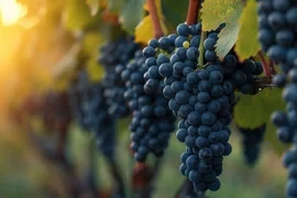 Впервые в Кыргызстане начали высаживать новые сорта винограда из Сербии