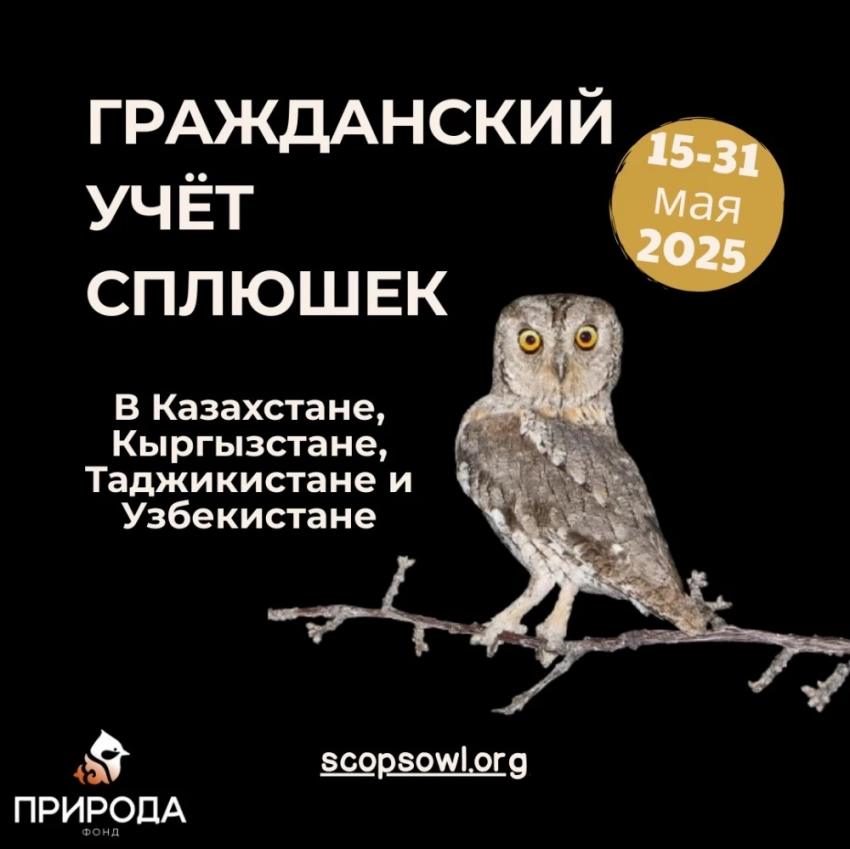 Город засыпает – cплюшки просыпаются. Кыргызстанцам предложили посчитать сов