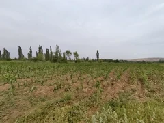 Кооператив в Ноокате развивает зерновое производство и племенное животноводство
