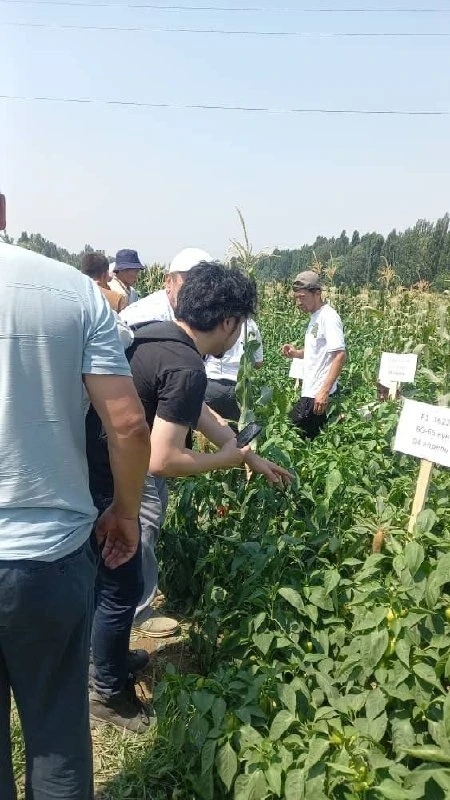 В селе Курама Ноокенского района провели день поля