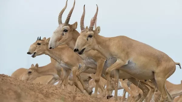 В Минсельхозе Казахстана вскоре обещают определить цену килограмма мяса сайгаков