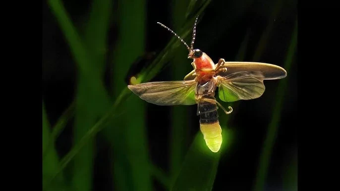 Светлячки и фонари: как навязанные качества активируют в нас другого человека