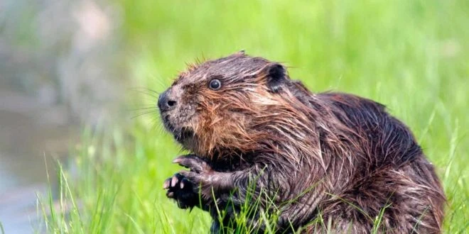 Нежелательных бобров переселили на умирающую реку в пустыне. Через 6 лет она превратилась в зеленый оазис