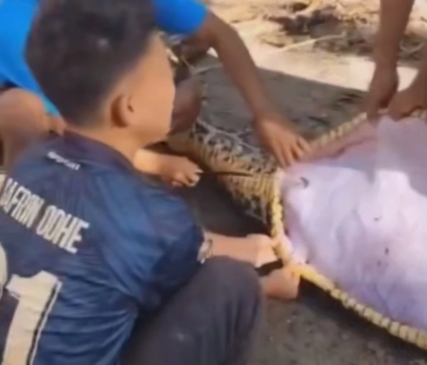 В Индонезии пропавшего фермера нашли в брюхе 8-метрового питона