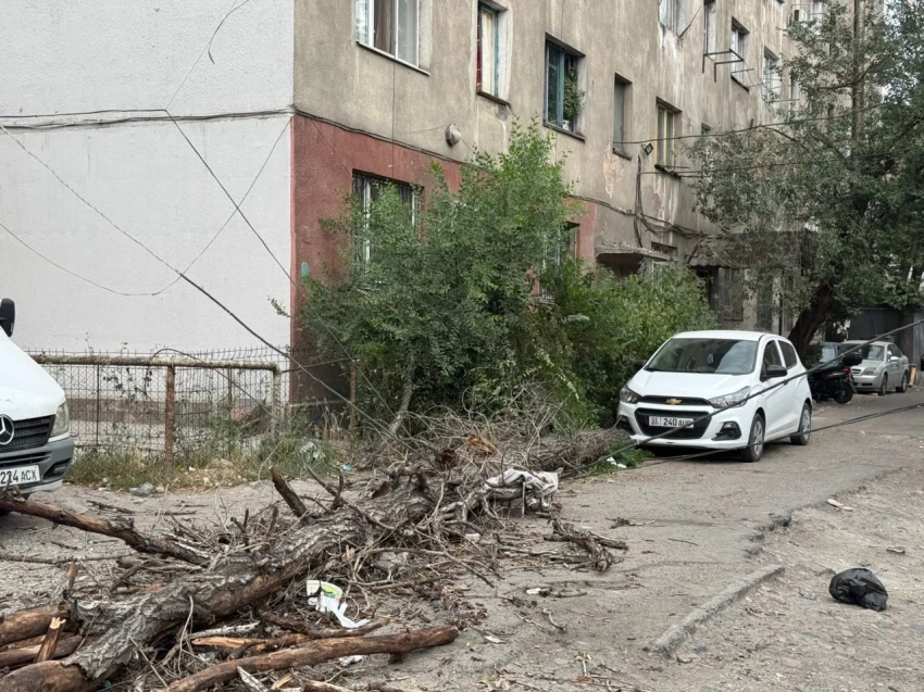 В Бишкеке из-за ветра упало дерево и повредило электролинии