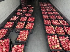 Яблоки из Чуйской области экспортируют в Россию и Казахстан