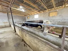 Новая бойня в Раззакова перерабатывает до 30 голов КРС в день