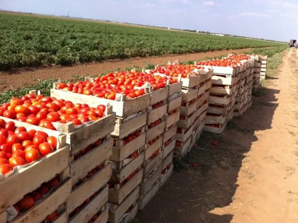 Чуйская область бьет мировые рекорды по сбору помидоров