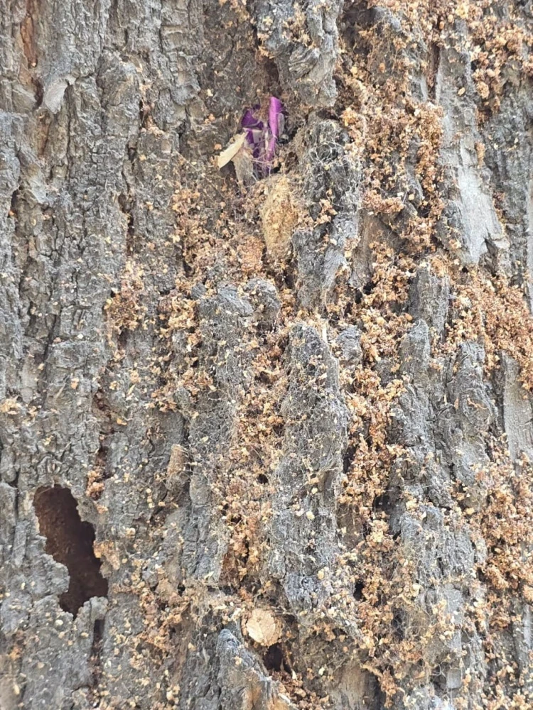 Вредители атакуют все виды деревьев в Бишкеке: жители требуют объявить ЧП