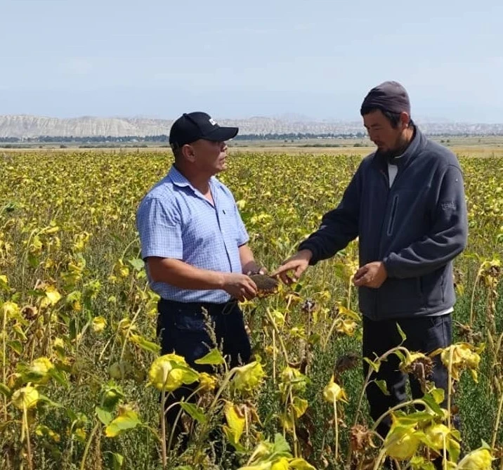 Привезенный с Алтая подсолнечник хорошо прижился в Ак-Тале