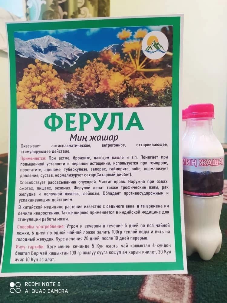 Фермерам Кыргызстана рассказали как правильно выращивать ферулу