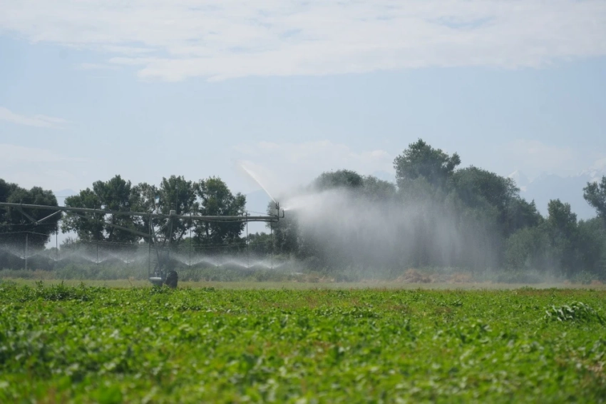 Фермер Роман Вакуленко: использование сидератов выгоднее навоза