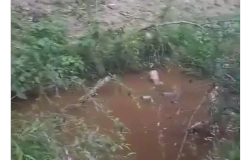 В Кара-Суйском районе ферма сбрасывает отходы в питьевую воду