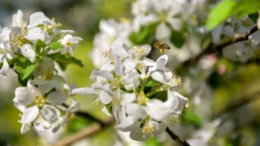 40-градусная жара вернется на юг Казахстана