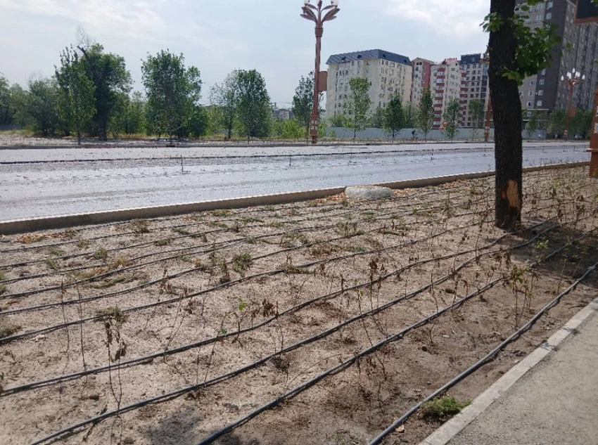 Деревья не в моде - почему Бишкек превращают в асфальтовую «Сахару»