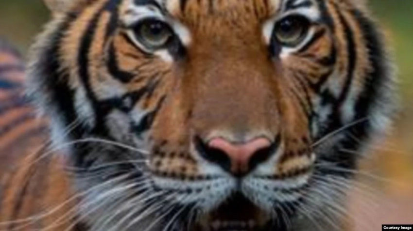 Датский зоопарк призывает сдавать ненужных домашних животных на корм хищникам