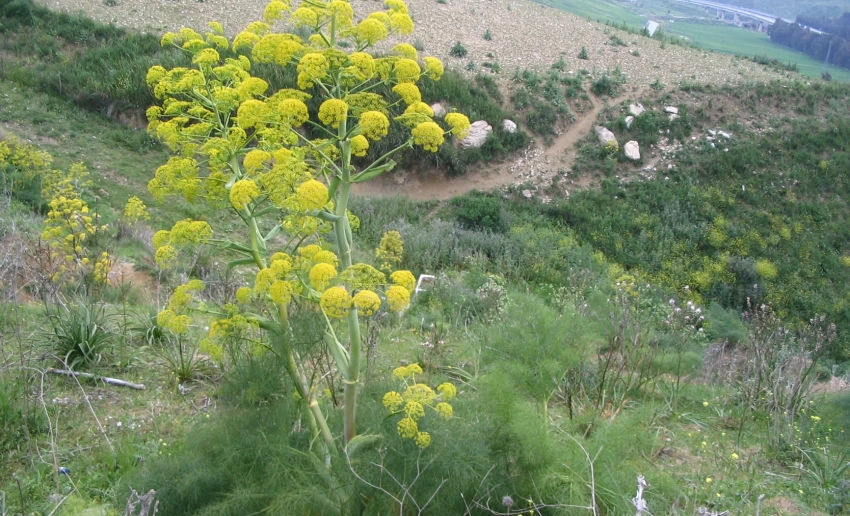 В Баткене спасают ферулу, превращая ее в прибыльную культуру