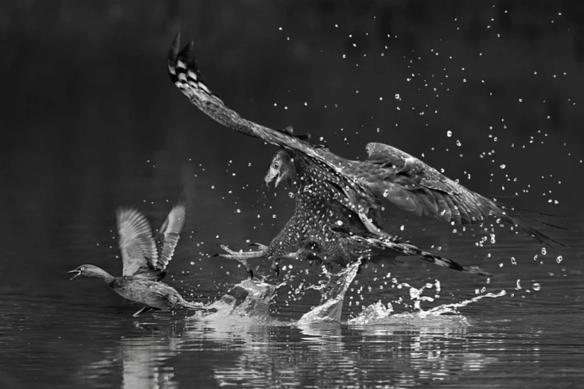 Опубликованы снимки дикой природы, получившие награду Monochrome Photography Awards 2025
