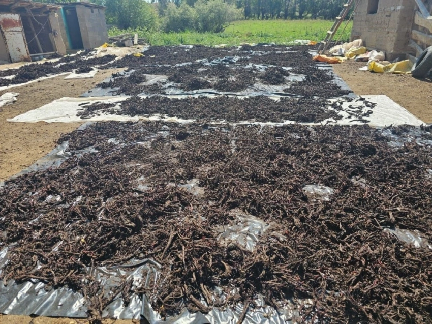 В Жумгальском районе задержали мужчину с 374 кг корней макратомии