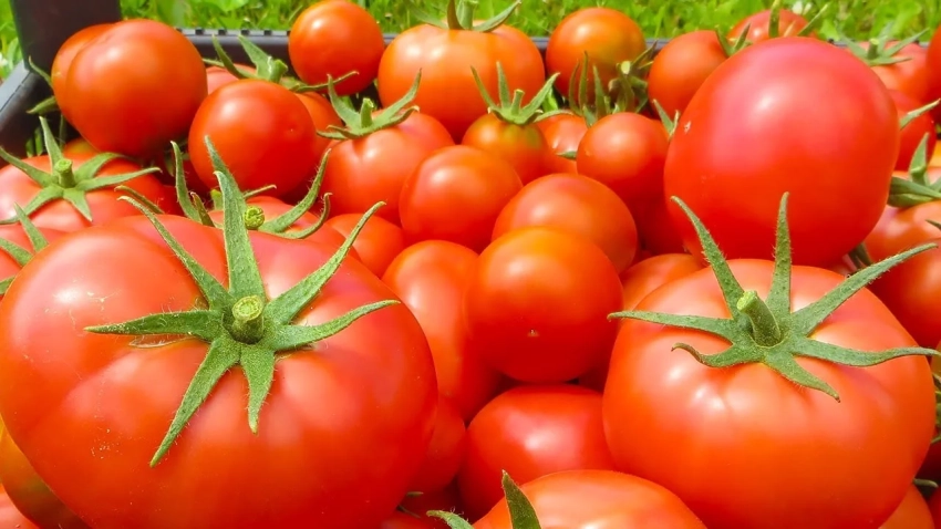 Чуйская область бьет мировые рекорды по сбору помидоров