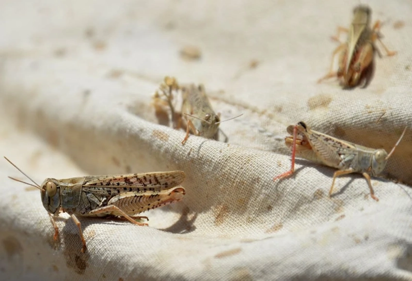 В Кыргызстане саранча выявлена на 108 186 га земли, проведена химическая обработка всей зараженной площади