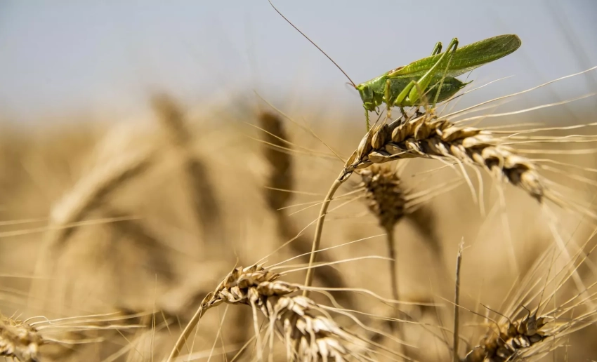 В США вывели сорта пшеницы, которые производят собственные удобрения