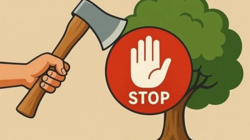 Массовая вырубка деревьев в Бишкеке – активисты создали петицию за сохранение растений