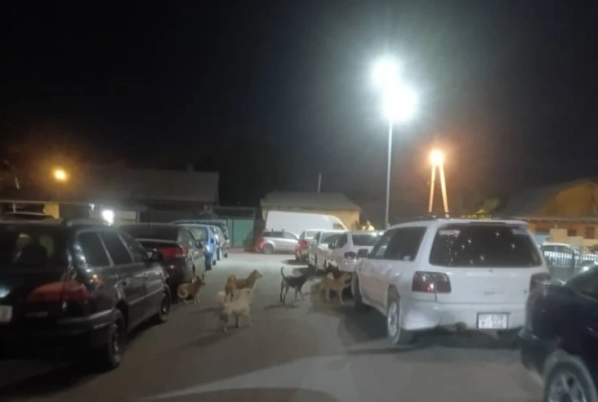 Жители домов по улице Маликова в Бишкеке пожаловались на бродячих собак