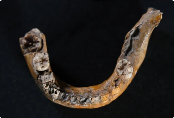 Ученые нашли самые ранние свидетельства скрещивания неандертальцев и Homo sapiens