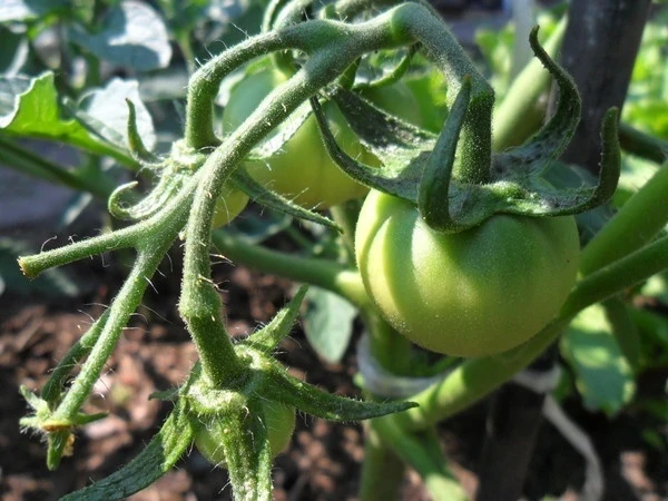 Фермеры Чуйской области познакомились с биопрепаратами и энтомофагами