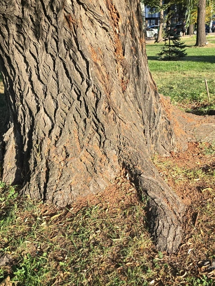 Жуки-короеды атакуют Бишкек и деревья умирают на глазах