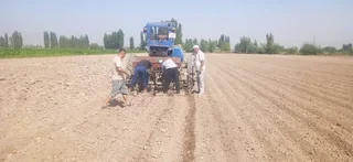 В Кара-Суйском районе посеяны озимый лук и чеснок