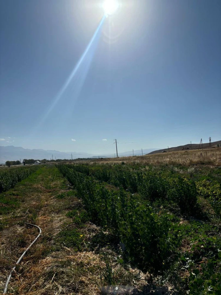 Фермер Дуйшок Ибраев выращивает смородину в Нарынской области