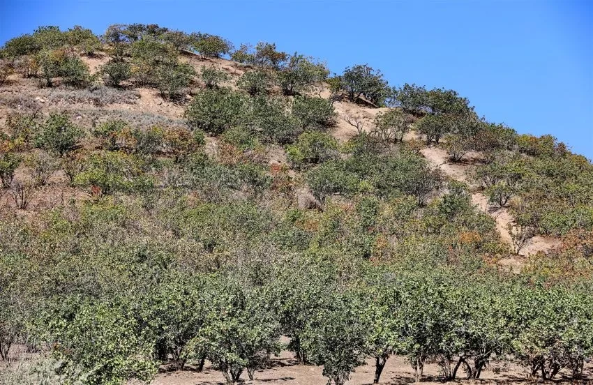 Фисташковые лесополосы на южных склонах Бишкека- это не случайный элемент ландшафта