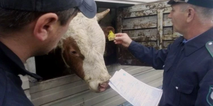 В Чуйской области проведен рейд «Скотокрадство»