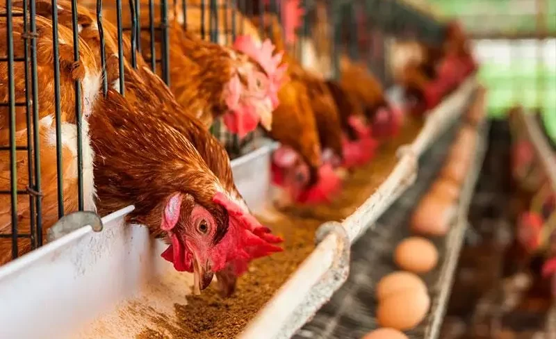 В Джалал-Абадской области открыли современную птицефабрику