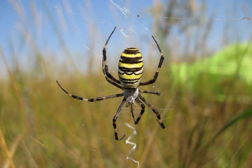 Изменение климата. В еще одном регионе России появились ядовитые пауки-осы