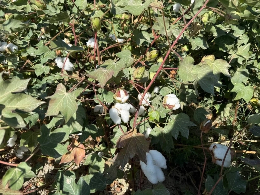 Урожайность хлопка в Кара-Суу ожидается до 4 тонн с гектара